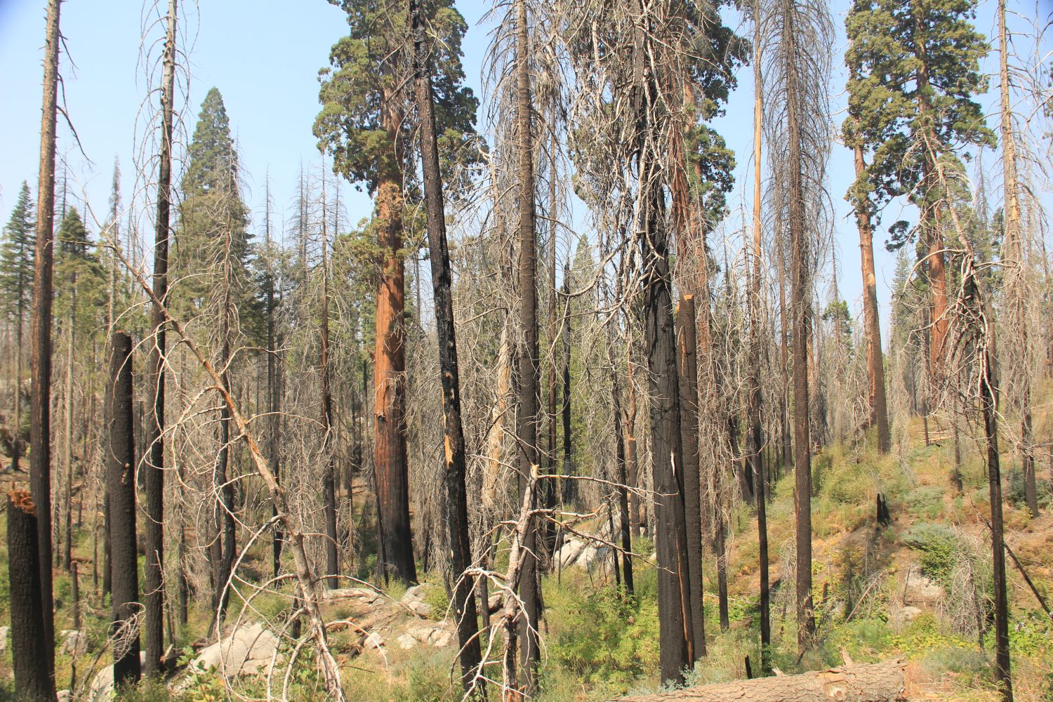 Grant Tree Trail, Boundary Trail and North Grove Trail 